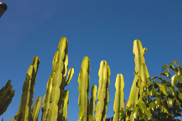 Green cactuses with blue sky in background