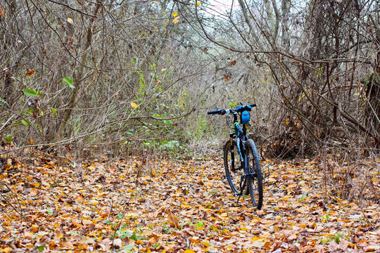 Blue bike on the fallen brown leaves in the autumn forest
