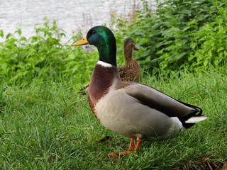 wild ducks