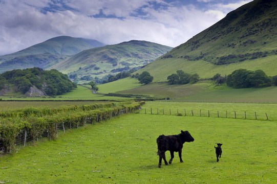 Welsh black cow and calf in valley meadow at Llanfihangel, Snowdonia, Gwynedd, Wales