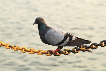 Pigeon hold on chain string with blurred river background