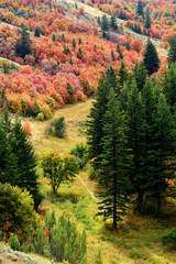 Forest of Autumn Fall Trees