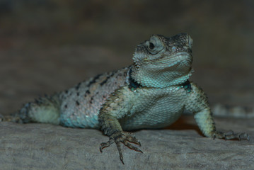 Blauer Stachelleguan sitzt neugierig auf Felsen