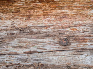 Fototapeta premium dead old brown bark and gnarl tree texture and background