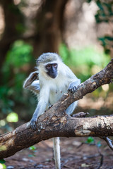 Monkey scratching itself