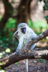 Monkey scratching itself