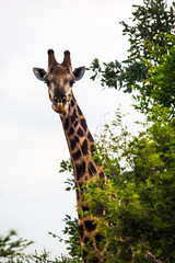 Giraffe looking around a tree.