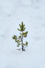 Single Pine Tree in Snow Surrounded by Pure White