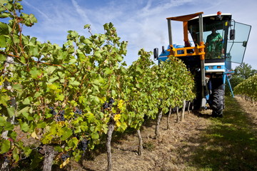 Wine harvest, the vendange, of Merlot grapes by vine tractor at Chateau Fontcaille Bellevue, in Bordeaux region of France