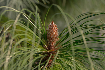 Schöne exotische Blüte