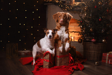 Dog Jack Russell Terrier and Dog Nova Scotia Duck Tolling Retriever . Happy New Year, Christmas