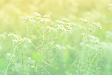 Summer meadow on bright sunny day. Beautiful daisies in the sun..