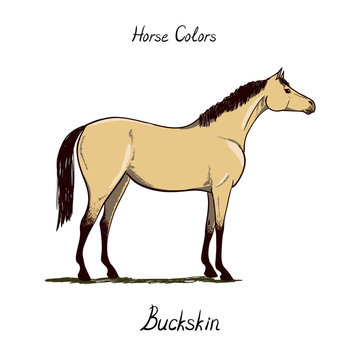 Horse color chart on white.  Equine coat colors with text. Equestrian scheme. Buckski type. Vector hand drawn illustration. 