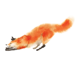 Watercolor red fluffy fox in motion on white. Playing foxy. Hand drawn illustration.