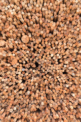 Wood Texture - Ecological Background..