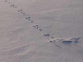 След зайца русака на снегу © dvb60
