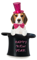 Image result for happy new year 2017 puppy