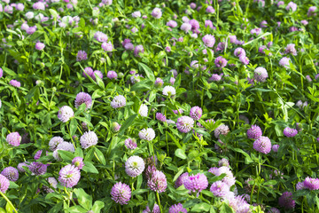 Wild clover flowers in the field