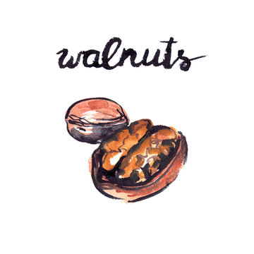 Watercolor painting and hand lettering of walnuts on white isolated background
