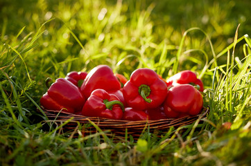 Basket of sweet red organic peppers in a field of grass