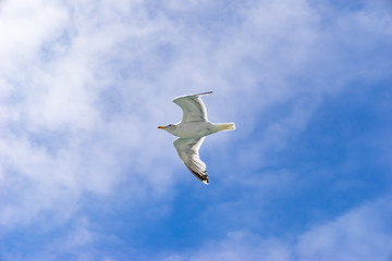 eine weiße Möwe gleitet / fliegt  am blauen Himmel entlang - Nahaufnahme