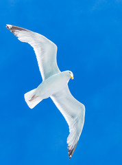 eine weiße Möwe gleitet / fliegt  am blauen Himmel entlang - Nahaufnahme
