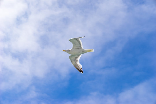 eine weiße Möwe gleitet / fliegt  am blauen Himmel entlang - Nahaufnahme