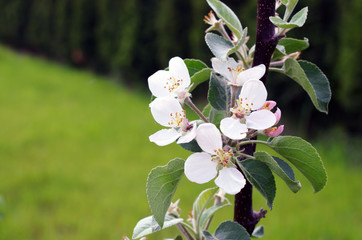 Kwiaty  © Patdrig Torc