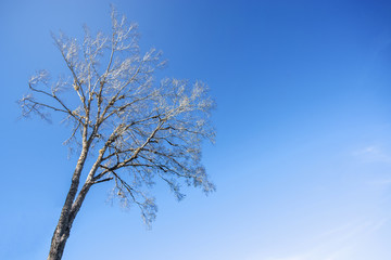 Old dead tree, Vintage photography effect...