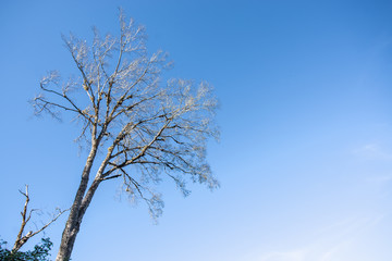 Old dead tree, Vintage photography effect...