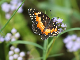 Bordered Patch Butterfly - Chlosyne lacinia