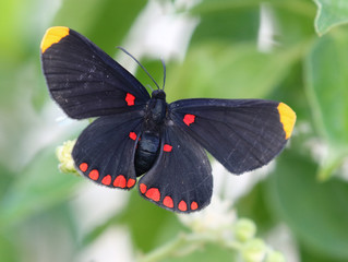 Red-bordered Pixie Butterfly - Melanis pixe