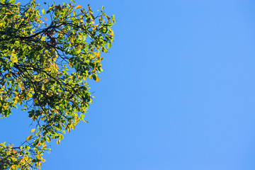Fototapeta premium The trees in the forest against the blue sky with clouds..