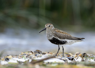 small bird Calidris alpina