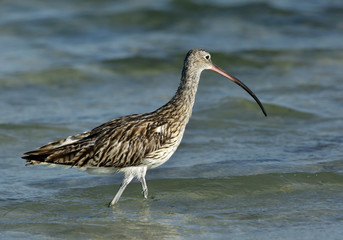 Curlew