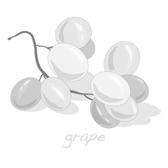 grapes bunch isolated on white background