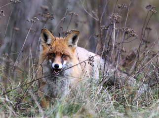 red fox on the hunting