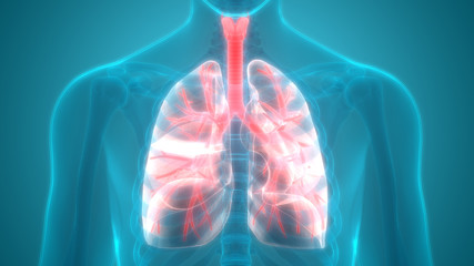 Human Body Organs (Lungs Anatomy)