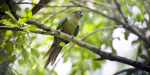 Maroon-bellied parakeet perched in Atlantic Rainforest tree
