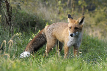 red fox on the hunting