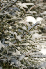 winter forest.