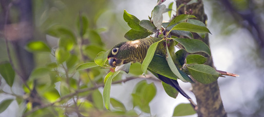 Maroon-bellied parakeet feeding on leafy tree fruits