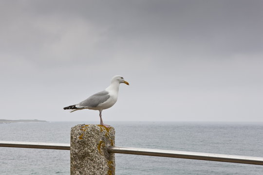 Lone seagull, Helford, Helston, Cornwall, UK