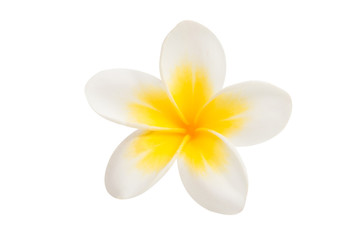 frangipani flower isolated