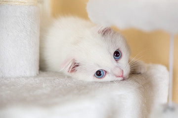 Fototapeta na wymiar cute white little british short hair cat with blue eyes