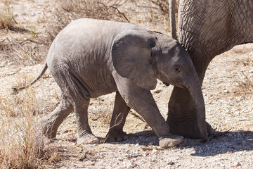 Young Elephant - Etosha Safari Park in Namibia
