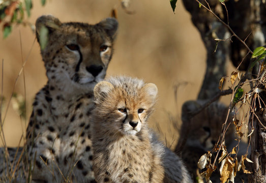 Malaika Cheeta with her cub, Masai Mara
