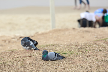 Two gray doves on a beach