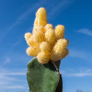 Gelber Mond-Kaktus (Gymnocalycium mihanovichii) 