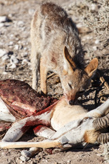 Jackal Eating Springbok - Etosha Safari Park in Namibia